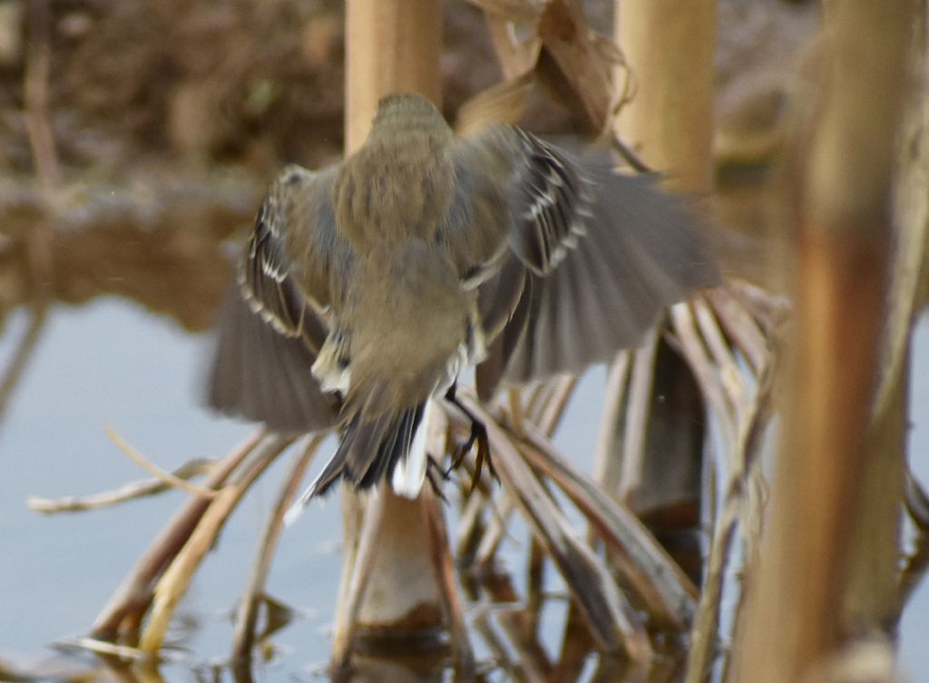 Spioncello (Anthus spinoletta)